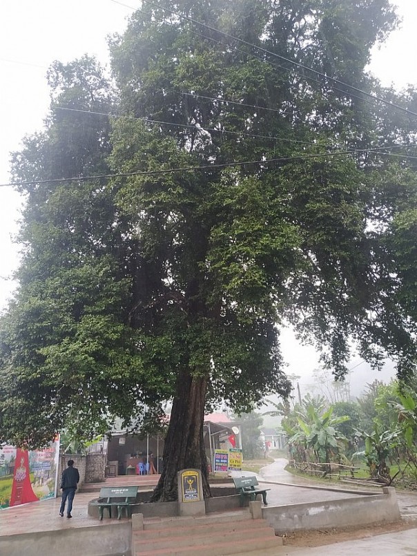 Thanh Hóa: Cây thị hơn 300 năm tuổi được công nhận là cây di sản Việt Nam