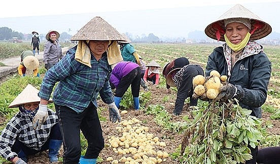 Mô hình liên kết trồng khoai tây vụ đông cho hiệu quả kinh tế cao