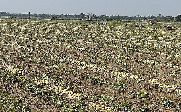 Những cánh đồng trồng khoai tây vụ đông tại huyện Tứ Kỳ (Hải Dương). 