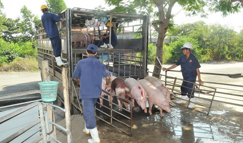 Giá heo hơi hôm nay (07/2) lặng sóng, mức cao nhất 54.000 đồng/kg. 