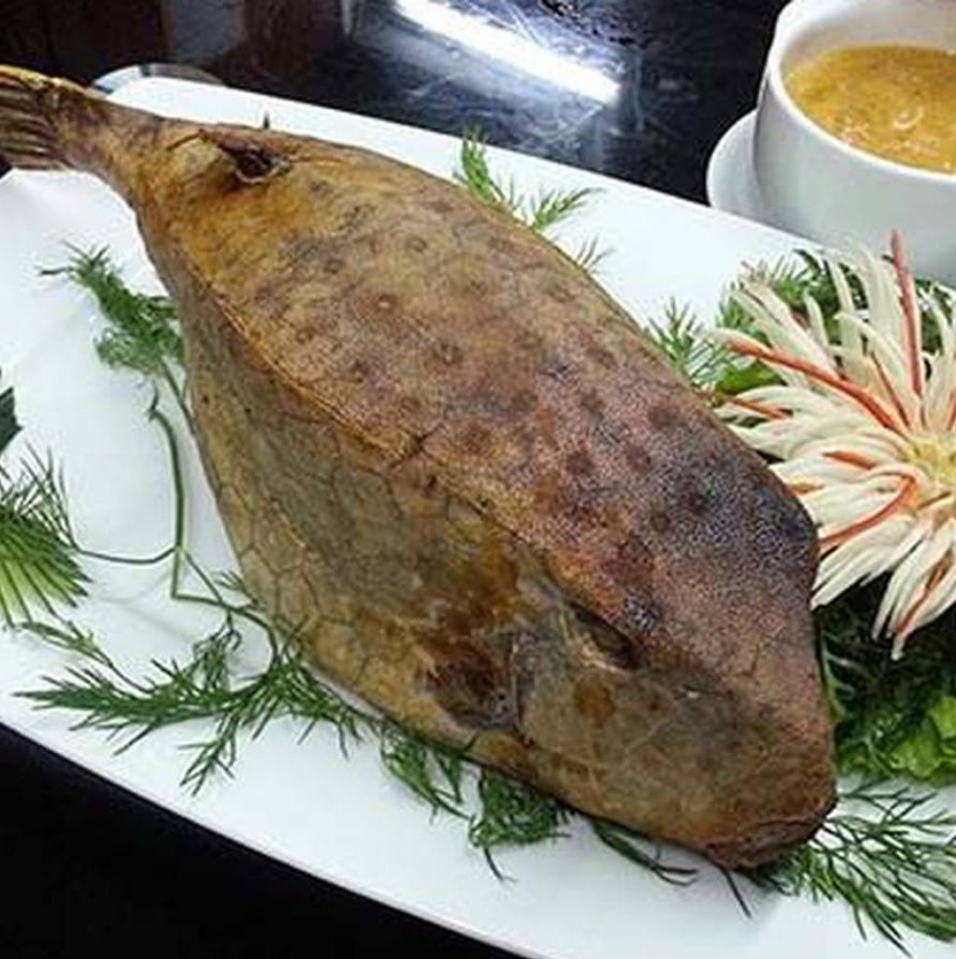 Loại cá được mệnh danh là “gà nước mặn”, có giá bán lên tới vài triệu đồng mỗi kg