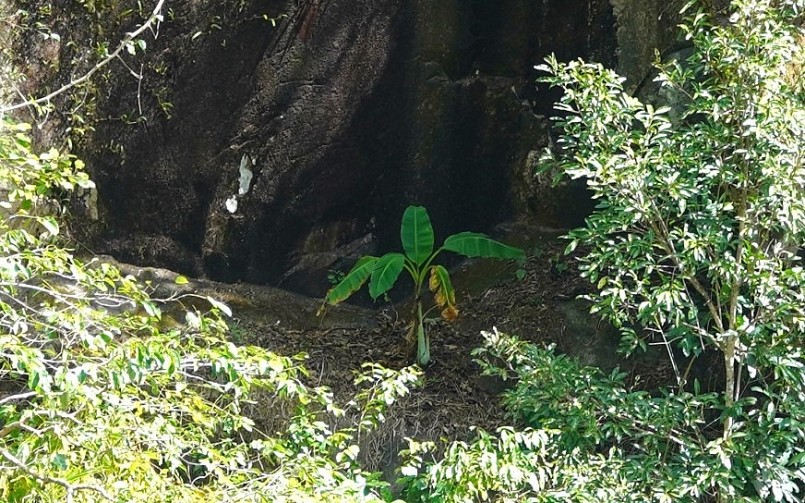 Cây chuối cô đơn mọc kề vách trong rừng bên sông Đa Mây. Ảnh: Việt Quốc