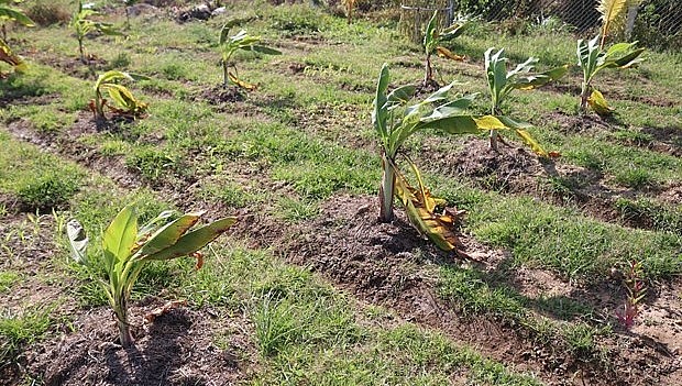 Việc trồng loài chuối kỳ lạ mang tên chuối cô đơn cũng tăng thu nhập cho bà con người đồng bào trên địa bàn xã Phước Bình.
