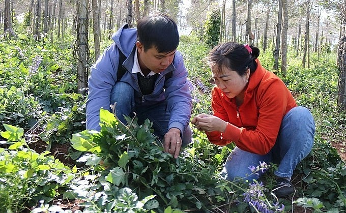 Nhiều năm qua, chị Dịu đã mạnh dạn phát triển cây dược liệu, đặc biệt là đan sâm trên huyện Mang Yang (Ảnh: Phạm Hoàng).