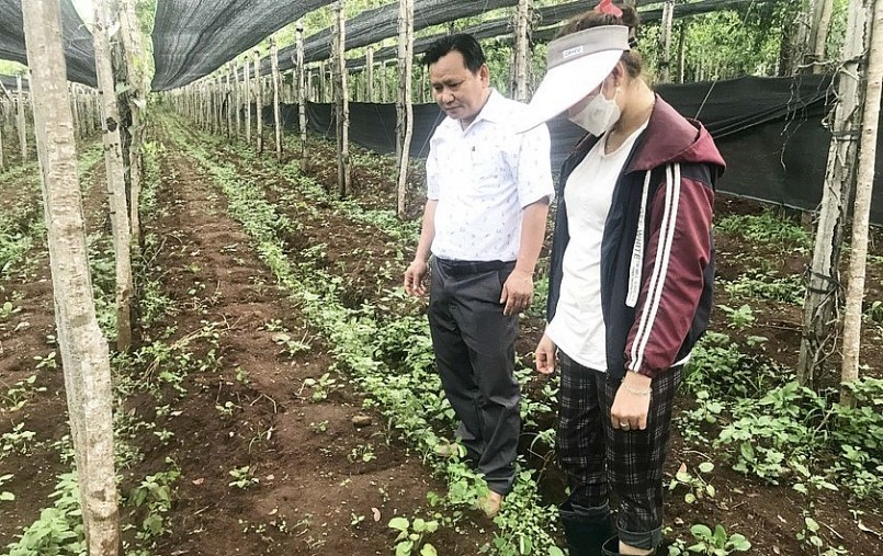 Cây đan sâm trồng tại vườn của ông Vũ Sức Khỏe (thôn Châu Sơn, xã Đak Yă, huyện Mang Yang) liên kết với HTX.