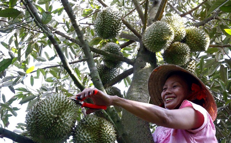 Trên hàng trình trở thành trái cây tỷ đô, sầu riêng Việt Nam phải xây dựng thương hiệu từ chất lượng.