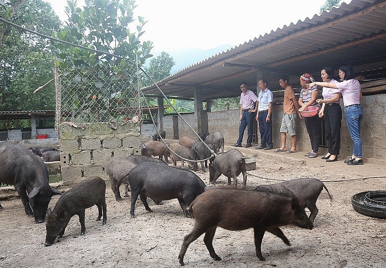 Mô hình nuôi lợn đen của gia đình anh Lò Láo Tả, thôn Tùng Sáng, xã A Mú Sung