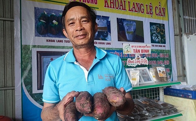 Hiện nay, ông Trình đang sở hữu trên 30ha khoai lang Lệ Cần cho năng suất cao.