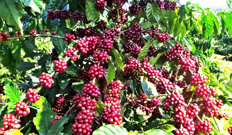 Giá nông sản hôm nay (08/2), giá cà phê hôm nay duy trì đà đi lên trên thị trường thế giới kéo theo giá nội địa tăng 700 đồng/kg tại các địa phương.
