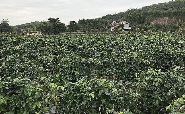 Vườn sâm Nam thôn Đồng Sen, xã Việt Lập dưới chân núi Dành.