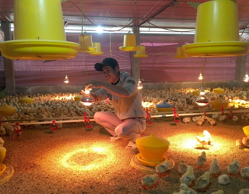 Gia đình anh Nguyễn Văn Sâm (Vĩnh Phúc) đã nhập hàng nghìn con gà giống để chuẩn bị tái đàn