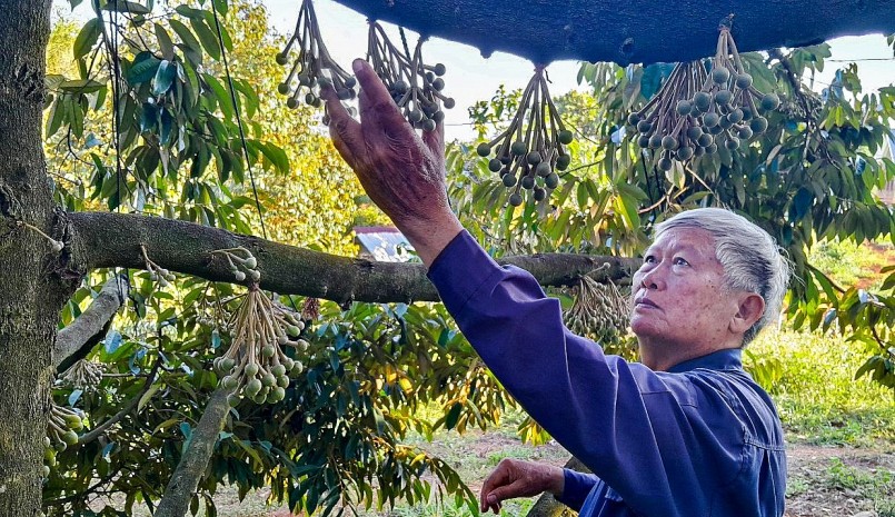 Ông Trương Văn Đảo đang chăm sóc lứa hoa sầu riêng đầu tiên để dịp cuối năm xuất khẩu chính ngạch đi Trung Quốc. Ảnh: Lê Ngân.