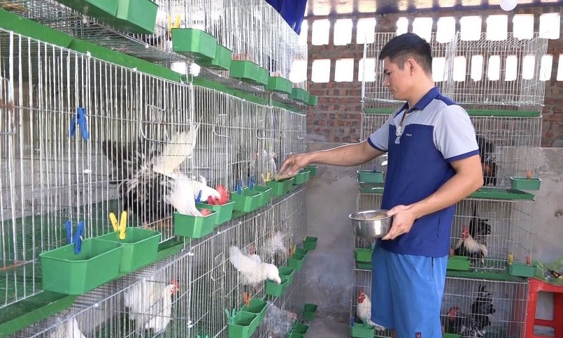 Trại nuôi gà tre Thái của anh Vũ Văn Tuấn.