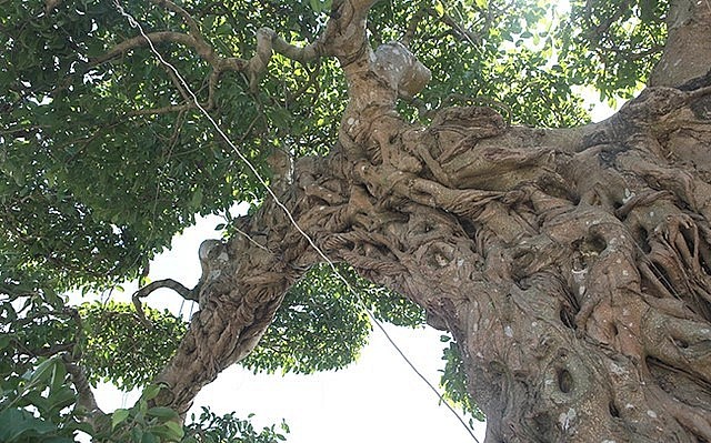 Tác phẩm bonsai xuất hiện tại một số triển lãm cây cảnh với tên 'voi ma mút'.
