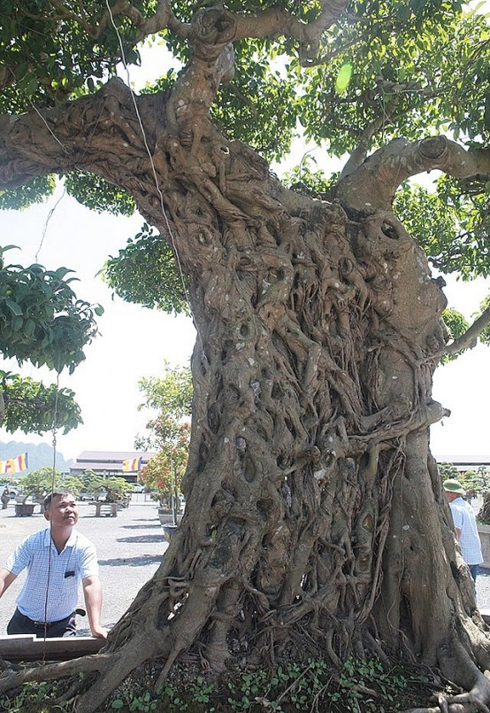 Sanh bonsai voi ma mút tạo sự thut hút đặc biệt.