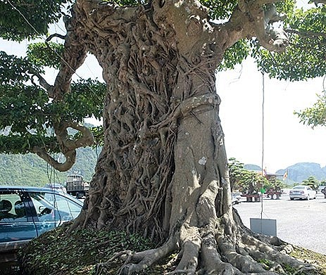Sanh bonsai voi ma mút với thân đồ sộ bán kính 1,1 mét.