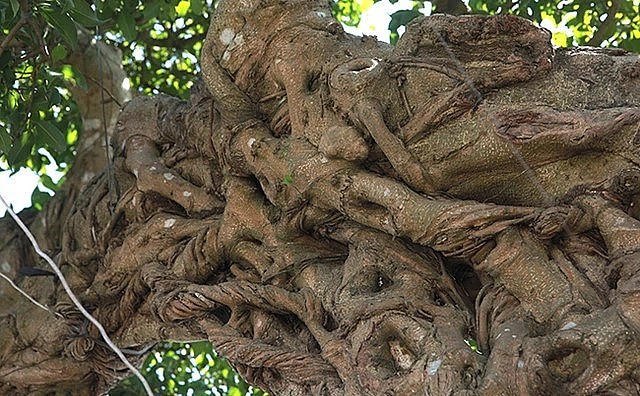 Sanh bonsai voi ma mút có thân rế xoắn bện vào nhau thành thân lớn.