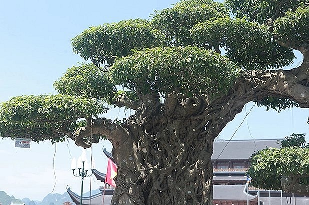 Sanh bonsai voi ma mút là kỳ công tạo tác hơn 20 năm của người nghệ nhân.