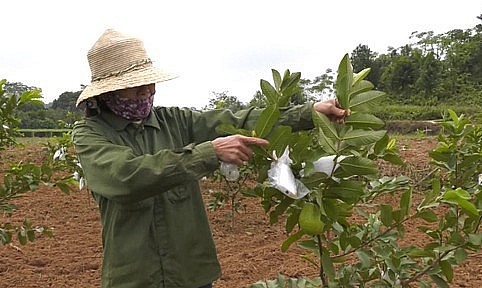 Người dân được hướng dẫn kỹ thuật trồng ổi để cho hiệu quả kinh tế cao.