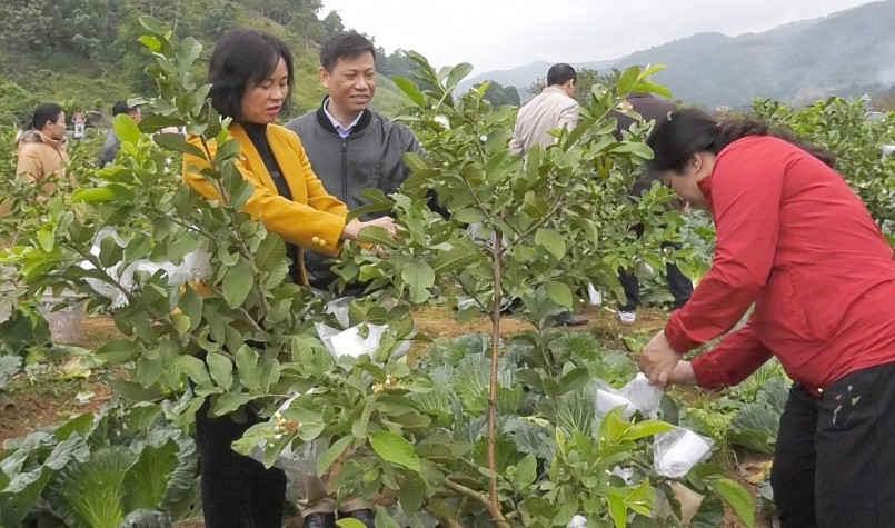 Hội Nông dân TP Lào Cai tiếp tục thực hiện hỗ trợ giống ổi để mở rộng diện tích.