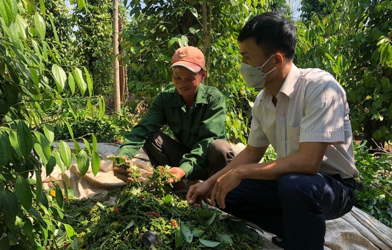 Giá nông sản hôm nay (08/2) trước những thông tin về sụt giảm sản lượng trong vụ thu hoạch sẽ tác động tới giá tiêu.