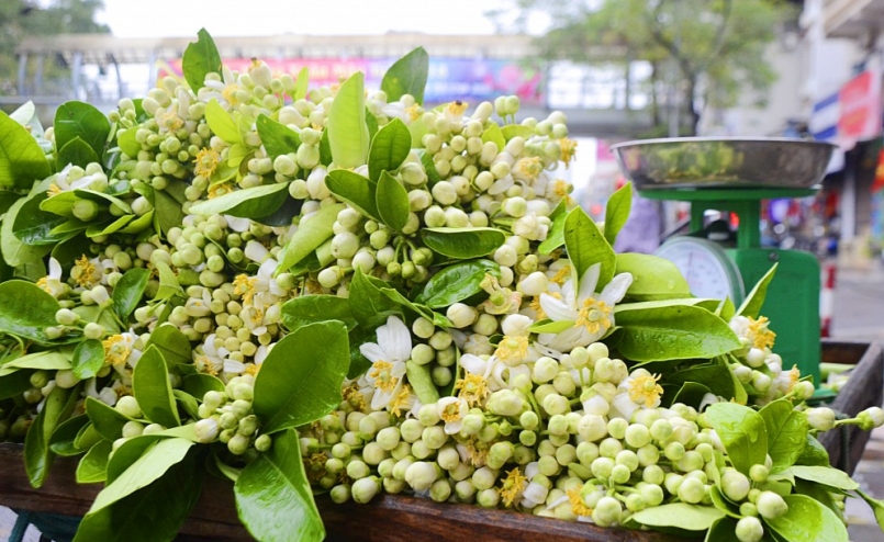 Hoa bưởi đang là món hàng hot sau dịp Tết Nguyên đán ở Hà Nội