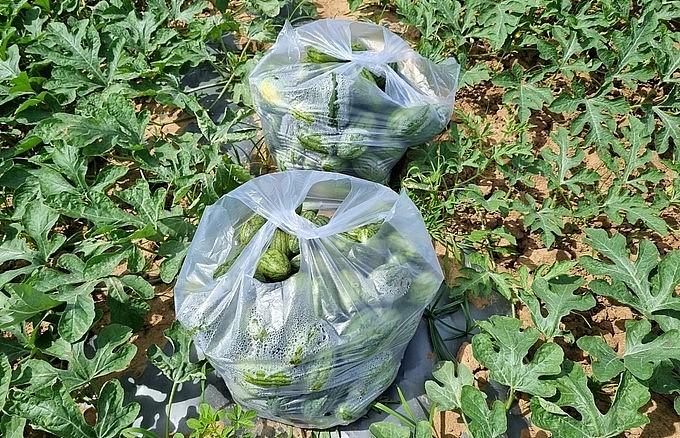 Dưa hấu non được đóng vào túi thương lãi sẽ mua ngay tại ruộng với giá 2.000 đồng/kg.