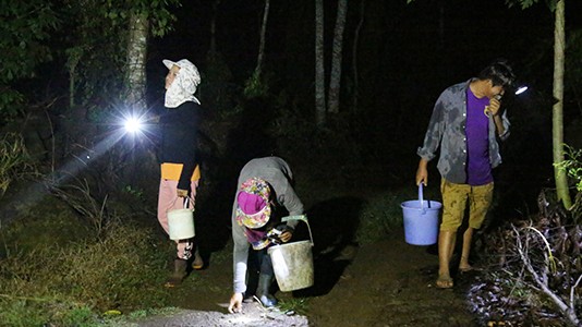 "Lộc trời" thường xuất hiện khi trời tối, dân đi bắt kiếm tiền triệu mỗi đêm