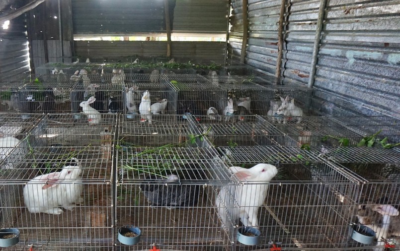 Từ 2 con thỏ nuôi làm cảnh, anh Tân đã có trang trại thỏ hàng trăm con.
