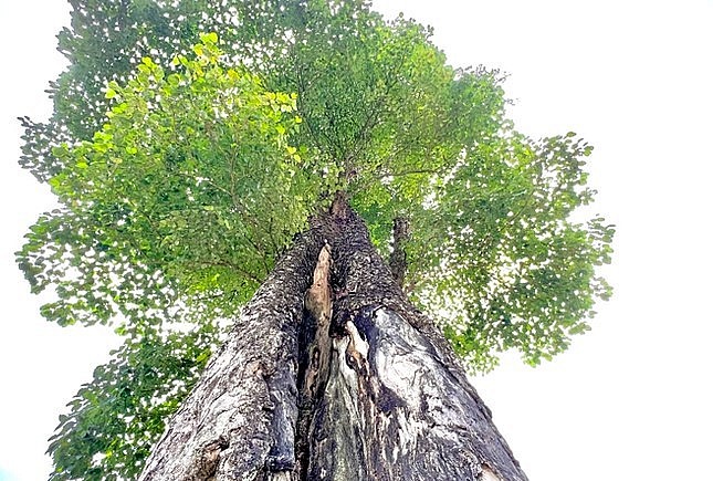 cây nghiến cổ thụ cao khoảng 40m, thân cây rộng tới 5 người ôm.