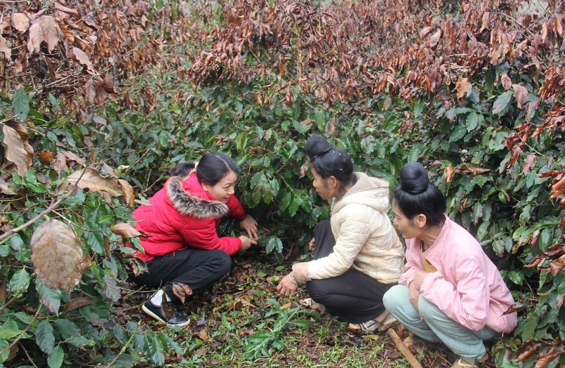 Cán bộ kỹ thuật hướng dẫn nông dân bản Muông Yên khắc phục cây cà phê bị ảnh hưởng sương muối.