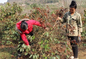 Xót xa nhìn những cây cà phê 20 năm tuổi bị đốn bỏ vì chết cháy ở Sơn La