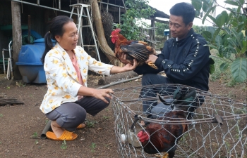 Bí kíp nuôi gà trống thiến của người Tày - Nùng, đắt gấp đôi mà vẫn cháy hàng