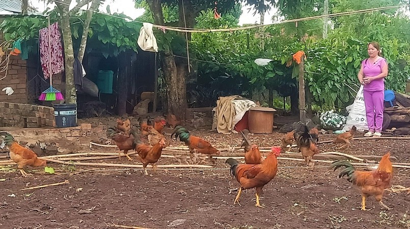 Người dân xã Cư M’gar nuôi gà trống thiến bán vào dịp Tết Nguyên đán Quý mão 2023.