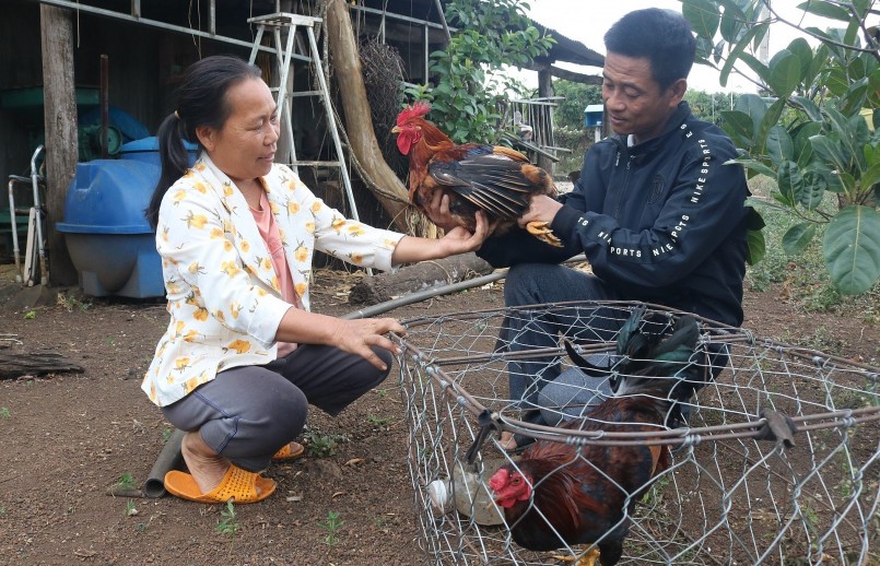 Người Tày - Nùng ở xã Cư M’gar (huyện Cư M’gar, tỉnh Đắk Lắk) vẫn lưu giữ nghề nuôi gà trống thiến. 