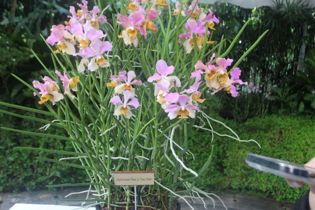 Loài hoa lan được chọn mang tên Thủ tướng và Phu nhân được lai tạo từ một loài lan có phân bố tự nhiên ở Việt Nam và một loài tại Singapore