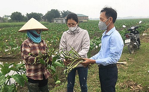 Anh Thuận chia sẻ về hiệu quả của mô hình trồng khoai môn ngọt Thái Lan lấy ngó.