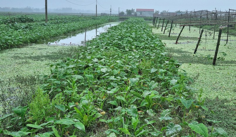 Từ chỗ chỉ trồng khoai ngó thử nghiệm anh Thuận đã mở rộng diện tích và kết hợp nuôi ốc nhồi.