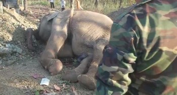 Đắk Lắk: Một cá thể voi nhà chết tại Trung tâm Bảo tồn voi