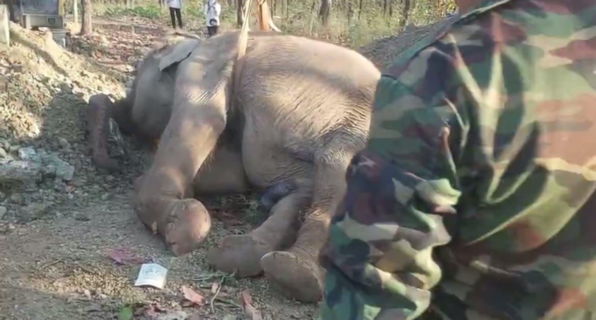 Đắk Lắk: Một cá thể voi đang điều trị bị chết