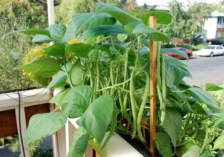 Bí quyết trồng rau sạch ở ban công đủ ăn cho cả gia đình, quanh năm không phải mua