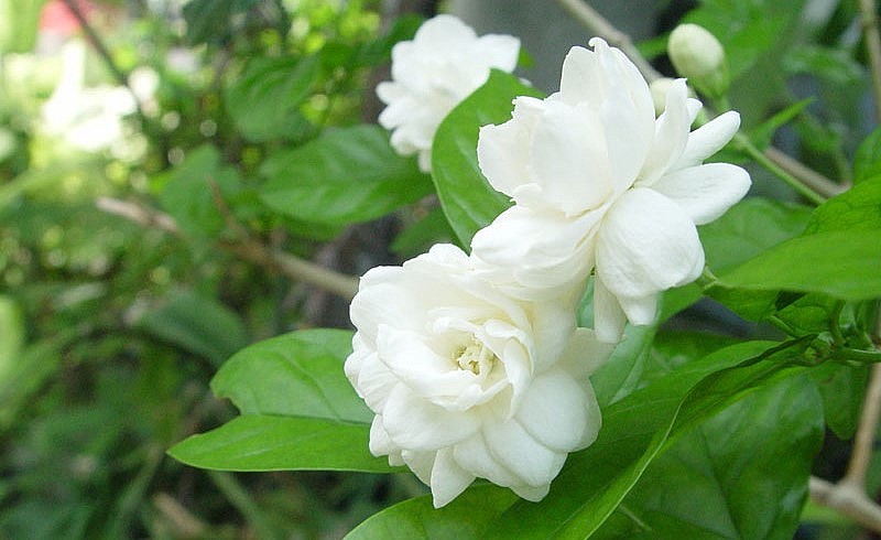 Hoa Nhài hay còn được gọi là hoa Lài, một loài hoa quý phải và kiêu hãnh.
