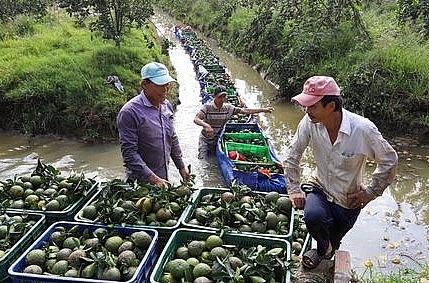 Mỗi ngày tại huyện Trà Ôn tồn đọng hơn 1.000 tấn trái cam đến ngày thu hoạch chờ tiêu thụ.