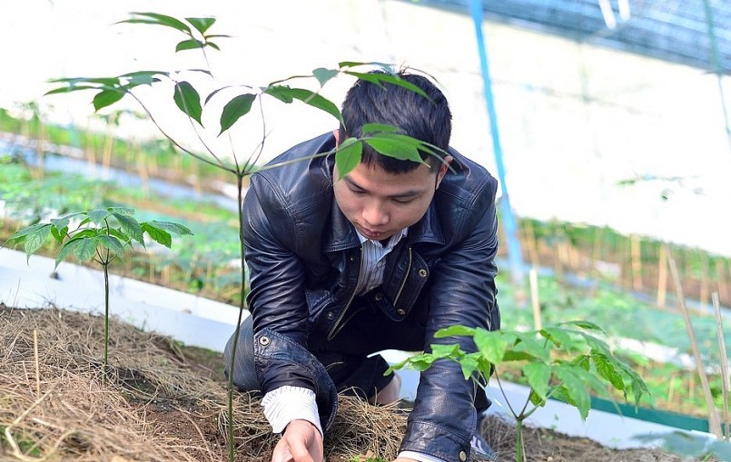 Bốn năm, Trần Cao Nguyên đã gây dựng nên vườn sâm Ngọc Linh giá trị 10 tỷ đồng.
