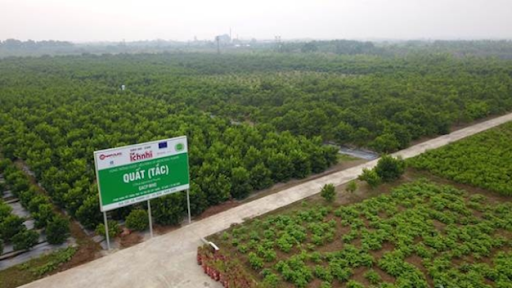 Vùng trồng quất đạt tiêu chuẩn GACP-WHO của Nam Dược tại Vụ Bản, Nam Định. 
