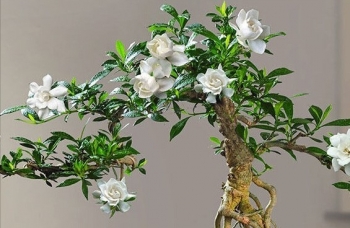 Tạo dáng bonsai cây dại ven suối bán tiền triệu lại có 