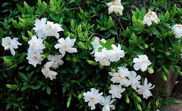 Hoa dành dành trắng tinh khôi và có hương thơm nhẹ.
