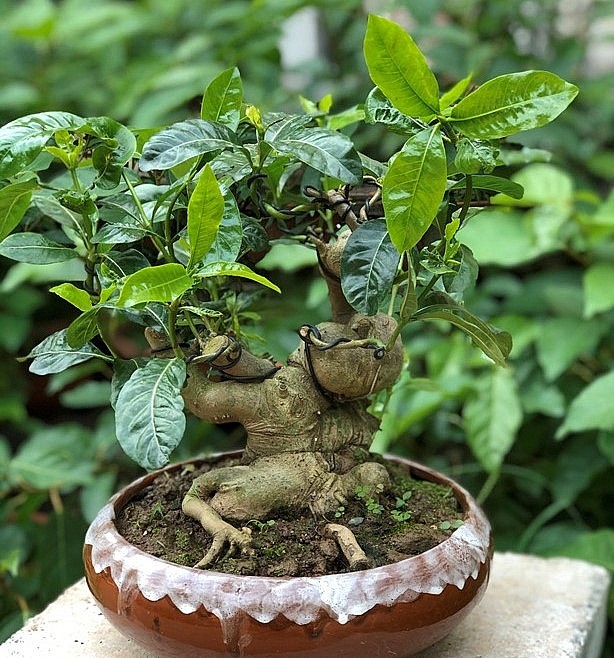 Cây dành dành bonsai dáng cổ thụ rất đẹp mắt.