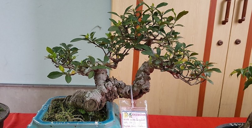 Có thể tạo nhiều dáng thế bonsai với cây dành dành và giá trị kinh tế cũng rất cao.