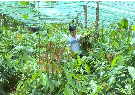 Hoàng Quốc Việt tận dụng phế phẩm nông nghiệp để bón cho vườn lá bép, giữ hương vị rau rừng tự nhiên và tạo ra sản phẩm chất lượng